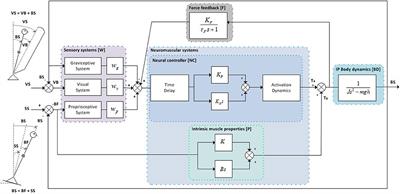 A Sensitivity Analysis of an Inverted Pendulum Balance Control Model